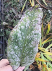 Golovinomyces asperifoliorum