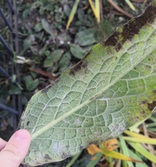 Golovinomyces asperifoliorum