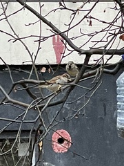 Passer domesticus