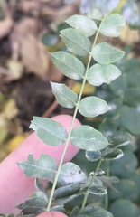 Erysiphe palczewskii