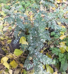 Erysiphe palczewskii