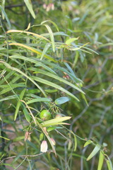 Geitonoplesium cymosum