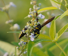 Phimenes flavopictus formosanus
