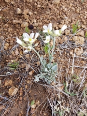 Physaria ovalifolia alba