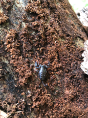 Euscorpius mingrelicus gamma