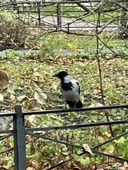 Corvus cornix