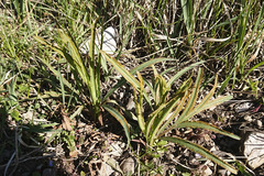 Puccinia sii-falcariae