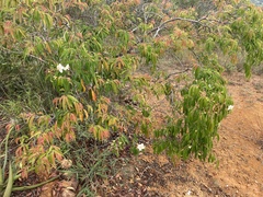 Calycolpus moritzianus