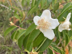 Calycolpus moritzianus