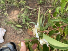 Calycolpus moritzianus