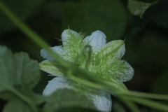 Passiflora foetida
