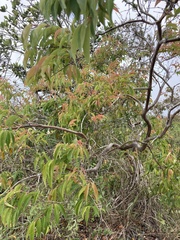 Calycolpus moritzianus