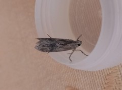Dioryctria mendacella