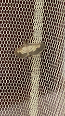 Cnaphalocrocis trebiusalis
