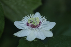 Passiflora foetida