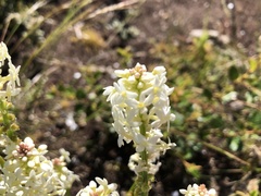 Stackhousia aspericocca
