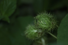 Passiflora foetida