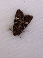 Mniotype albostigmata