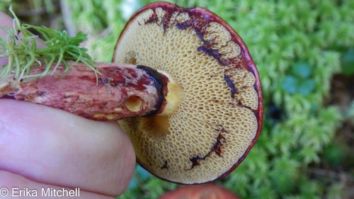Suillus spectabilis