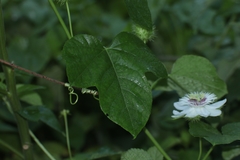 Passiflora foetida