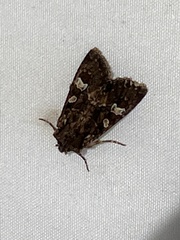 Mniotype albostigmata