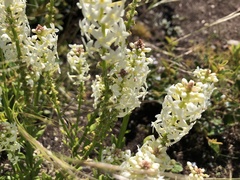 Stackhousia aspericocca