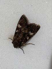 Mniotype albostigmata