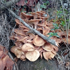 Fungi