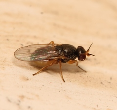 Elachiptera tuberculifera