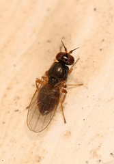 Elachiptera tuberculifera