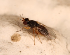 Elachiptera tuberculifera