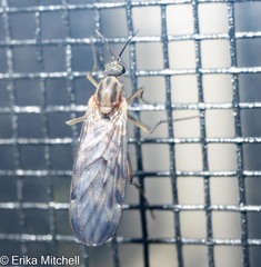 Sylvicola fenestralis
