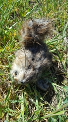 Thomomys