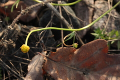 Ranunculus fallax