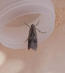 Dioryctria mendacella
