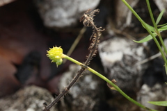 Ranunculus fallax