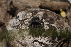Maratus lobatus