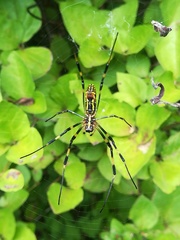 Trichonephila clavata