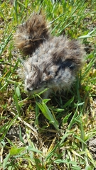 Thomomys