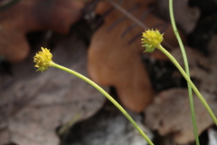 Ranunculus fallax