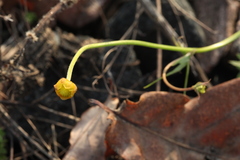 Ranunculus fallax
