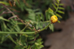 Ranunculus fallax