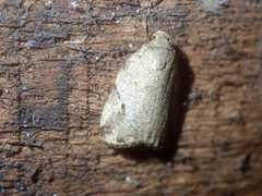 Eugoa turbida