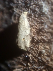 Eugoa turbida