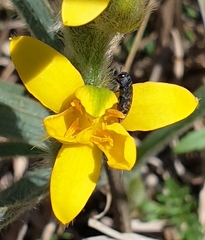 Acmaeodera ruficaudis