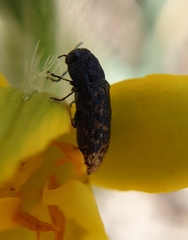 Acmaeodera ruficaudis