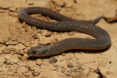 Pygopus schraderi