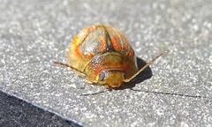 Paropsisterna vittata