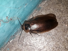 Blaberinae
