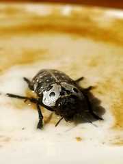 Capnodis